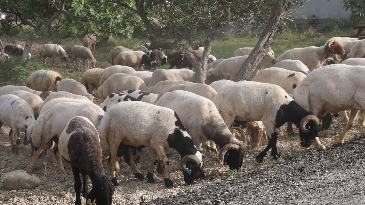 Bayram yaklaştıkça ilgi arttı! Fiyatlar 12 ile 28 bin TL arasında