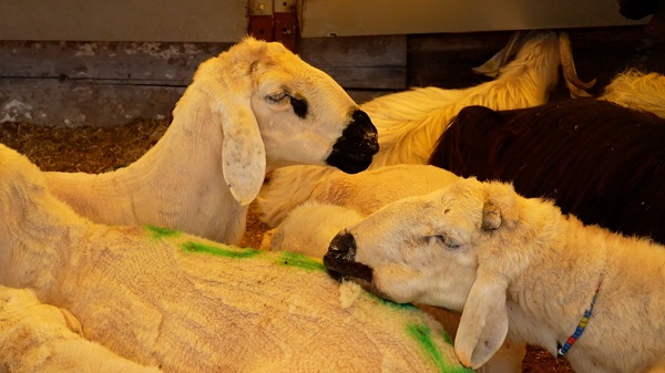 Bayrama az kaldı kulağınıza küpe olsun! Kurbanlık alırken dikkat edilmesi gereken 9 detay