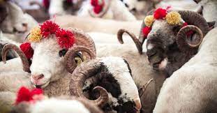 Bayrama saatler var! Türkiye için kurban kesimindeki vakti ne zaman başlar ve biter? Kurban keserken okunan dua nedir?