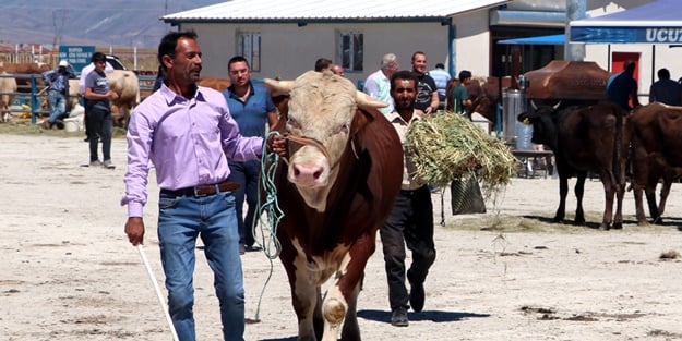 Bayrama sayılı günler kaldı! Kurban pazarları hareketlendi