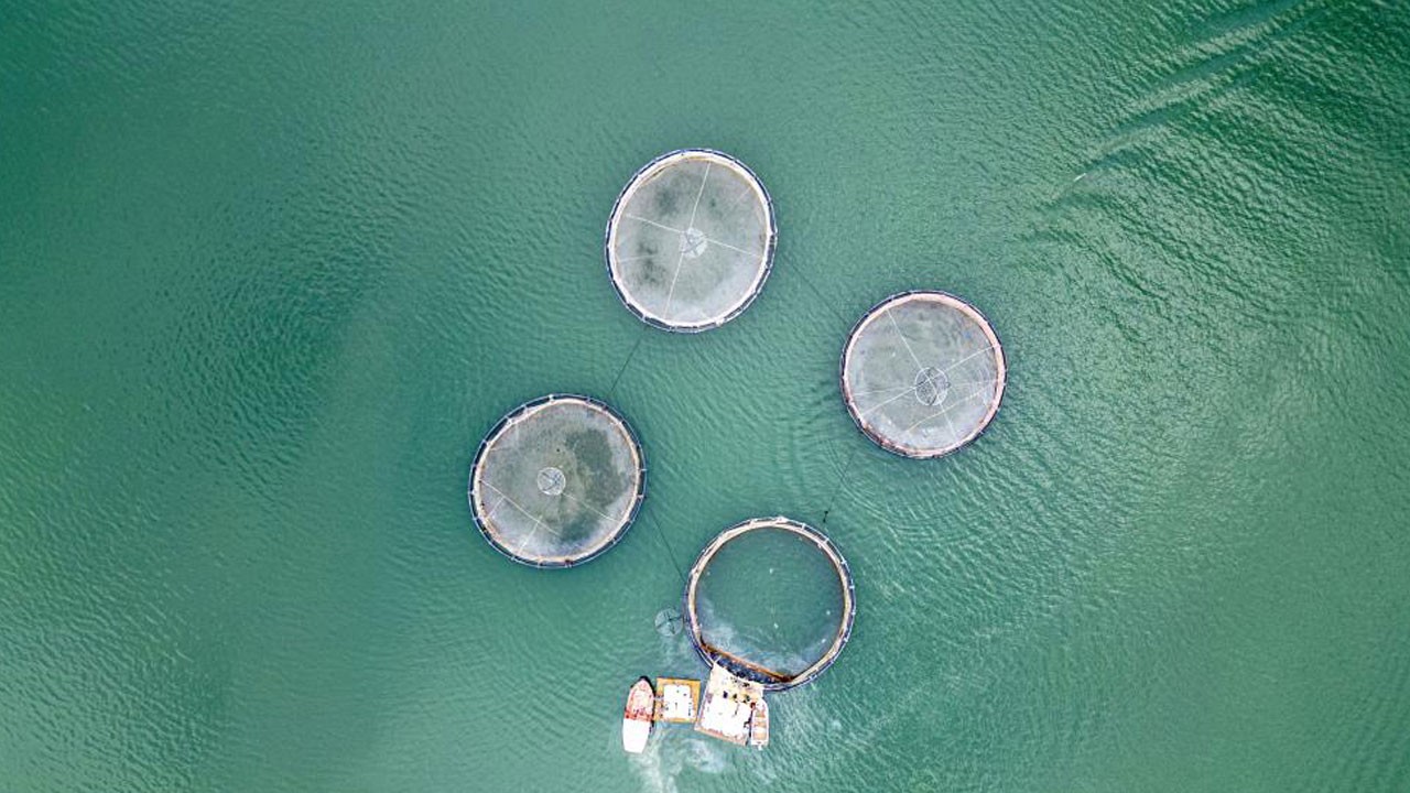 Bayramda dinlenmek yok! Denizi olmayan Tokat’ta balık mesaisi