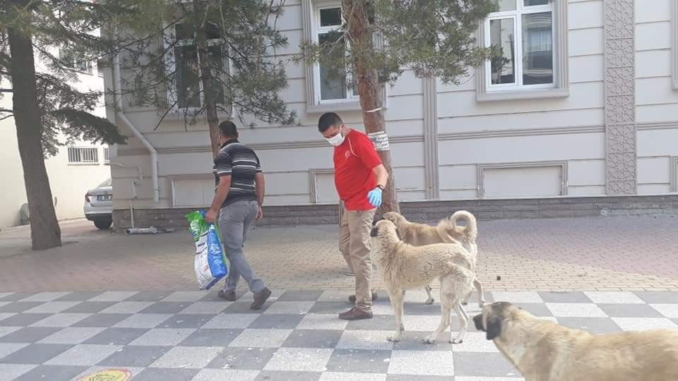 Bayramda sokak hayvanları unutulmadı 