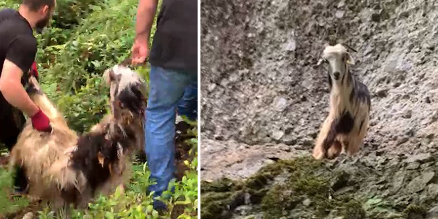 Bayramın ilk günü kaçan keçi 3. günün sonunda bulundu