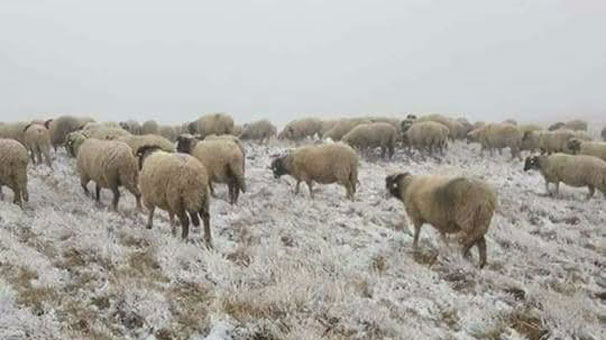 Bazı kentlerin yüksek kesimlerinde mevsimin ilk karı yağdı!