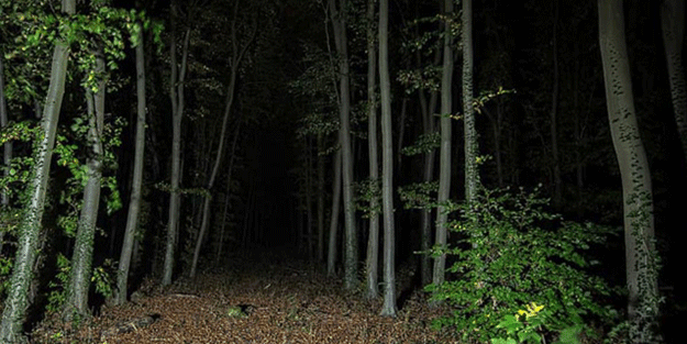 Bazıları gülüyor, bazıları ağlıyor! Ormanda korkunç bölge keşfedildi