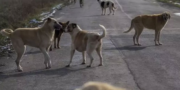 BBP Genel Başkanı Mustafa Destici: Sokaklarımız köpeklerden temizlenmeli