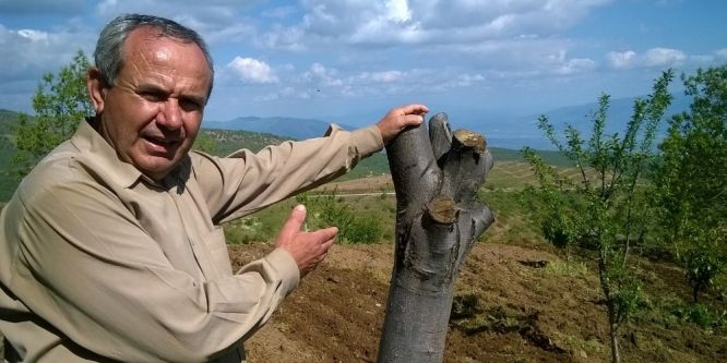 Aydın’da kestane ağaçları kuruyor