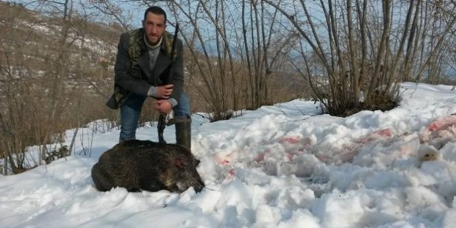 Avcılar yaban domuzlarına geçit vermiyor