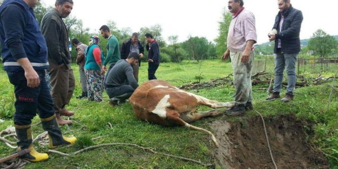 Su kuyusuna düşen ineği itfaiye kurtardı