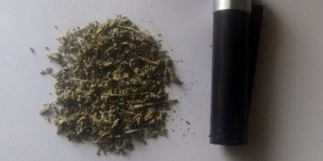 Çakmağın içinden bonzai çıktı