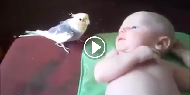 Bebeği uyutma sırası bugün papağanda