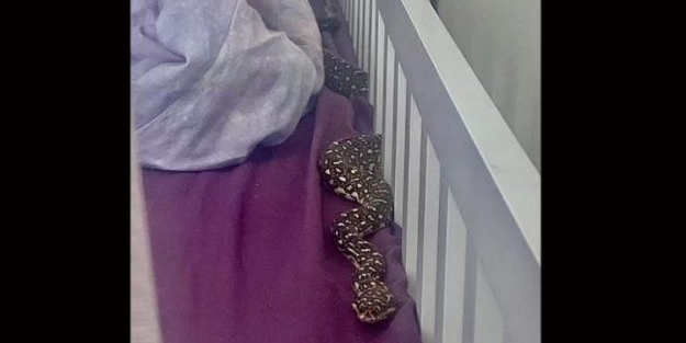 Bebeğin beşiğindeki yılan dehşet saçtı!