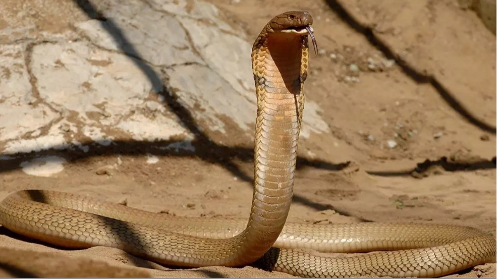 Bebeğin oyuncak sanarak ısırdığı yılan öldü