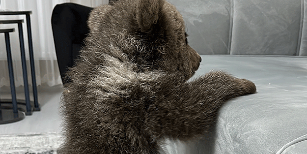 Bebek bezli yavru ayı ‘Yogi’ evin maskotu oldu