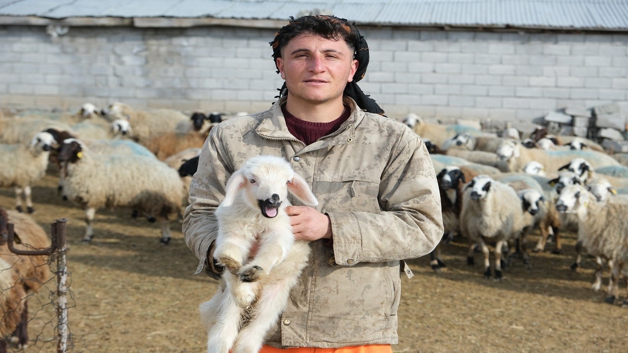 Bebek değil kuzu! Annesi terk etti onlar sahip çıktı