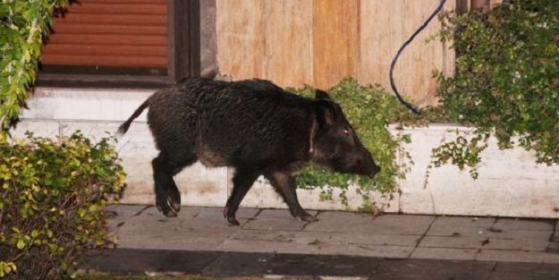 Bebek'te domuz görüldü!