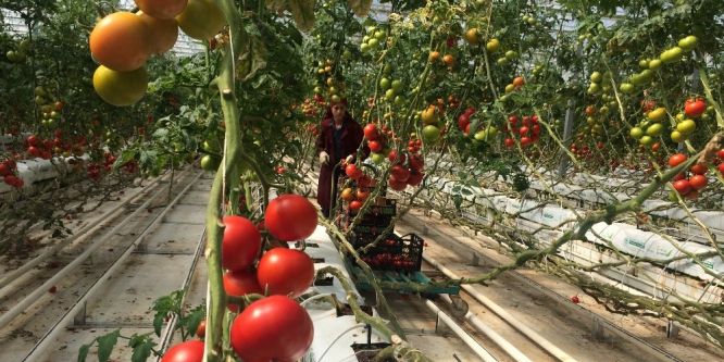 Domatesin ateşi düşüyor