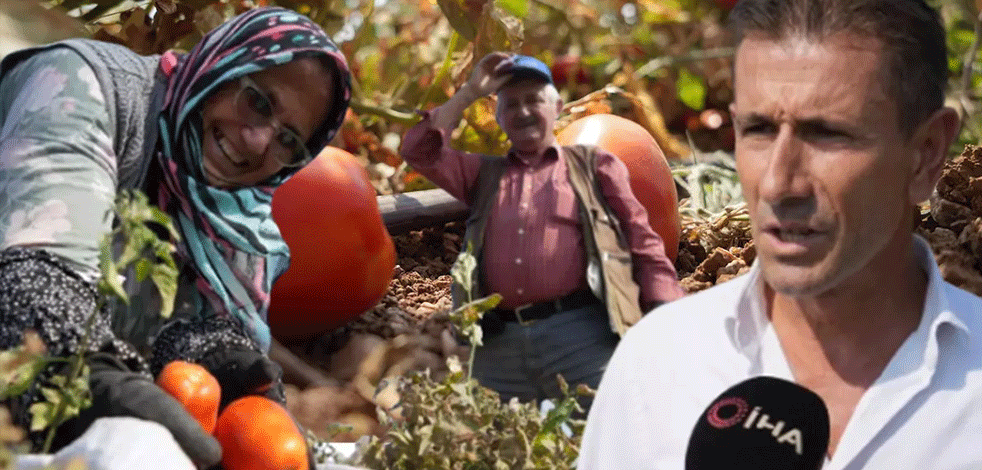 Bedavaya dağıttı! Tarlada 1 lira markette 38 lira