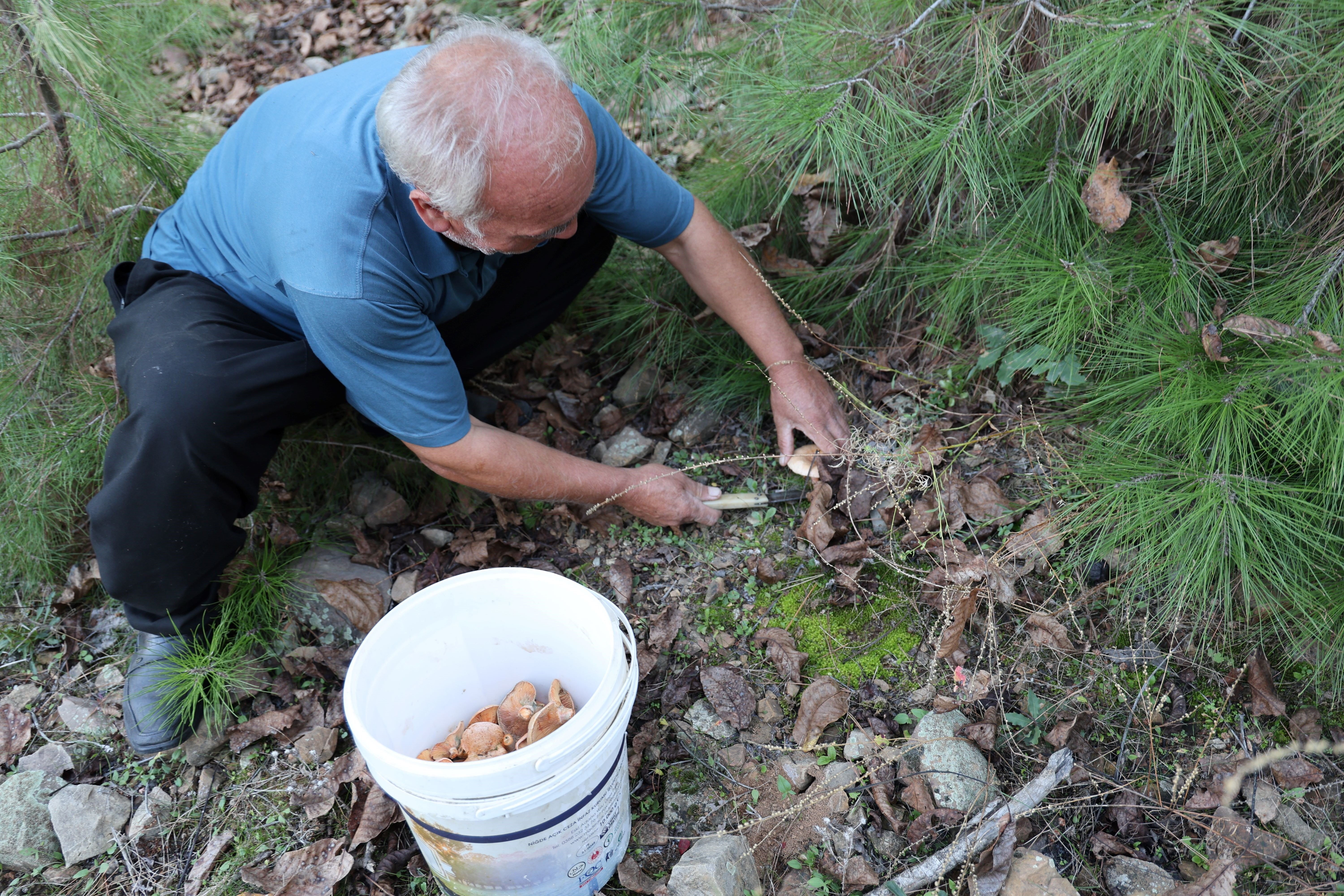 Bedavaya toplayıp kilosunu 200 TL'den satıyorlar! Ormandaki hazineyi bulan köşeyi dönüyor