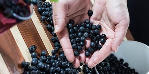 Bedendeki cerahati söküp atıyor: Şifa ambarı meyve aronyanın yararları! Her yerde satmaya başladılar!