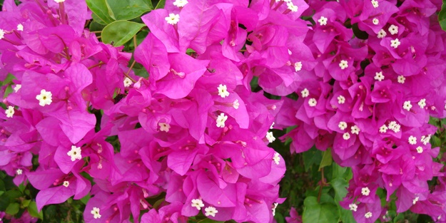 Begonvil nasıl yetiştirilir?