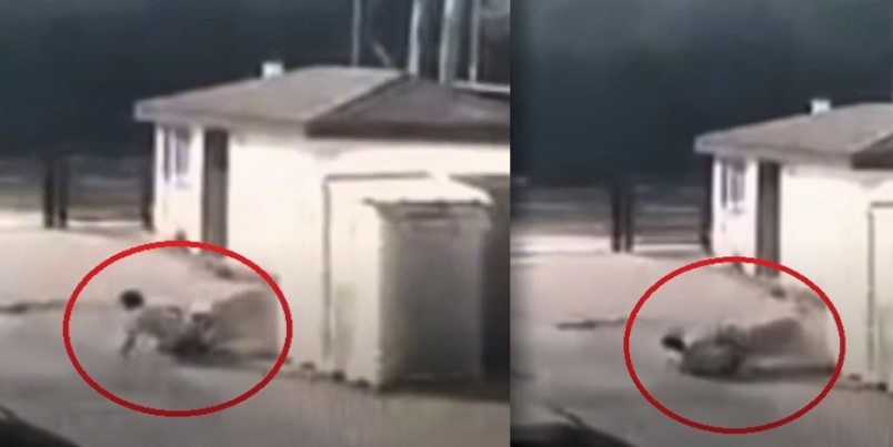 Bekçi köpeğinin parçalama anı kamerada!