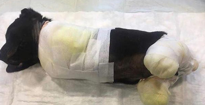 Bekir Bozdağ'dan flaş açıklama: Hayvanlara eziyet edene hapis cezası geliyor