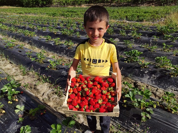 Beklenen hasat başladı! Tarlada kilosu 50 TL