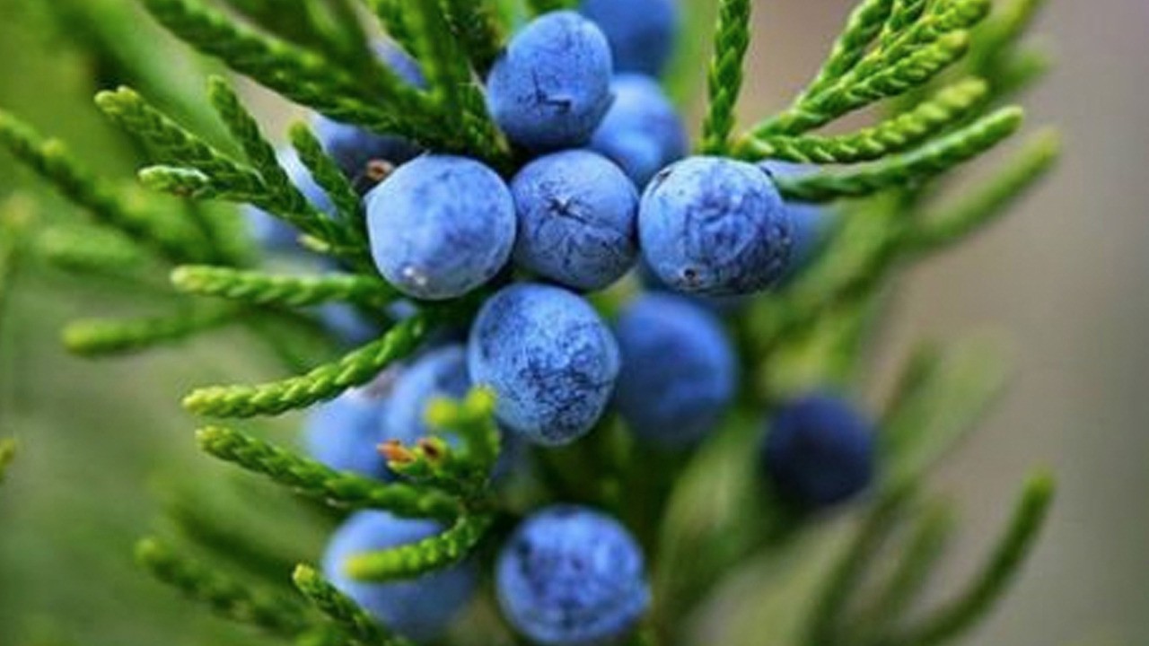  Bel fıtığından kurtulmanın 2 doğal yolu kırkkilit ve ardıç! Yüzde 95’i veda etti