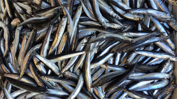 Belçika işlenmiş Almanya dondurulmuş hamsiyi sevdi