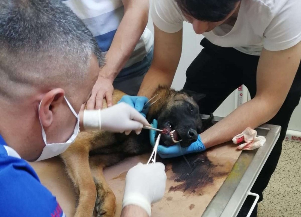 Belçika kurdu köpeğe başarılı ameliyat yapıldı 