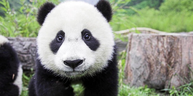 Belçika'da hayvanat bahçesinde panda saldırısı