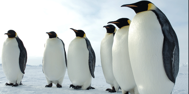 Belediye 2 milyon TL'ye penguen aldı!