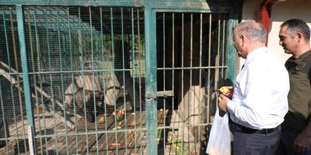 Bal yemekten fenalaşan yavru ayı Balkız'a armut ikramı