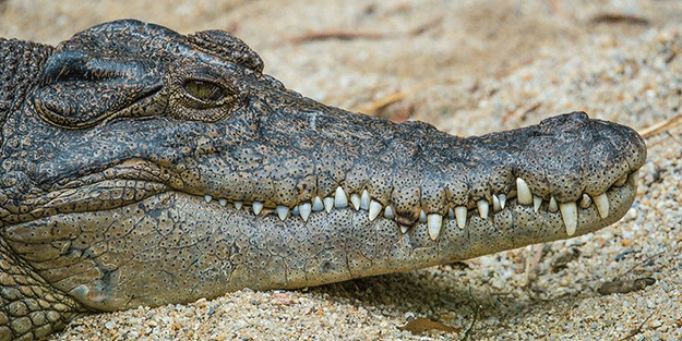 Belediye başkanı timsah ile evlendi! Akılalmaz olay