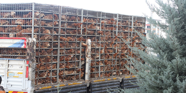 Belediye bedava tavuk dağıtmaya başladılar! Bu proje Türkiye'yi sallar