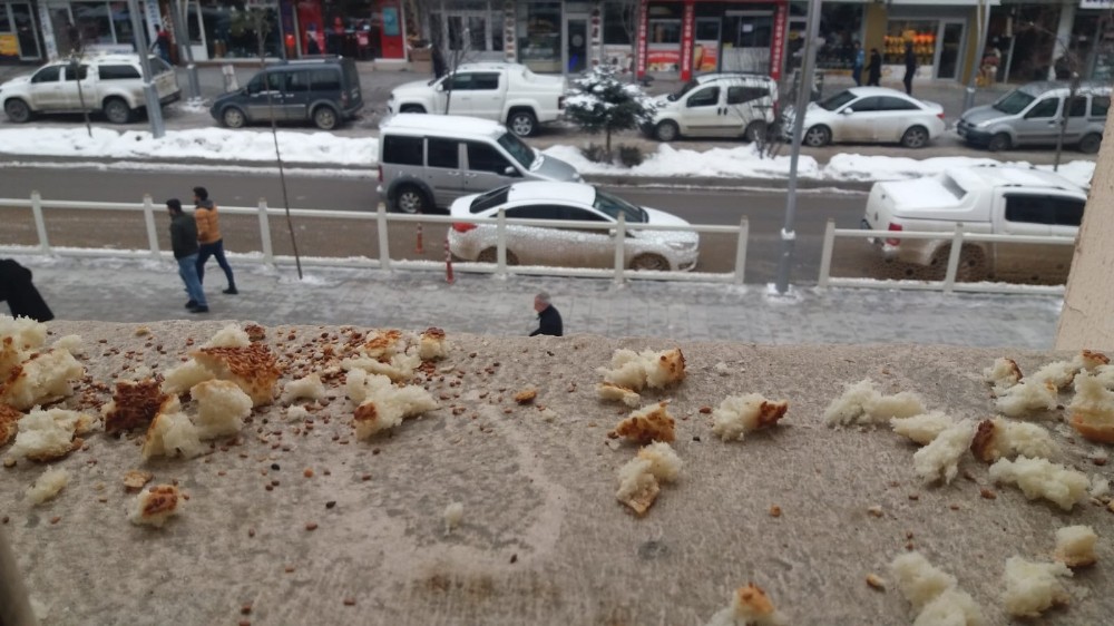 Belediye çalışanları kuşlar için yiyecek bıraktı 