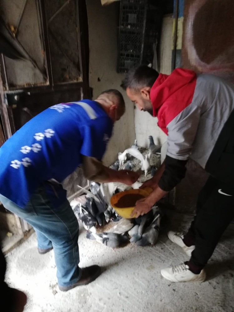 Belediye ekipleri aç kalan güvercinleri besledi 