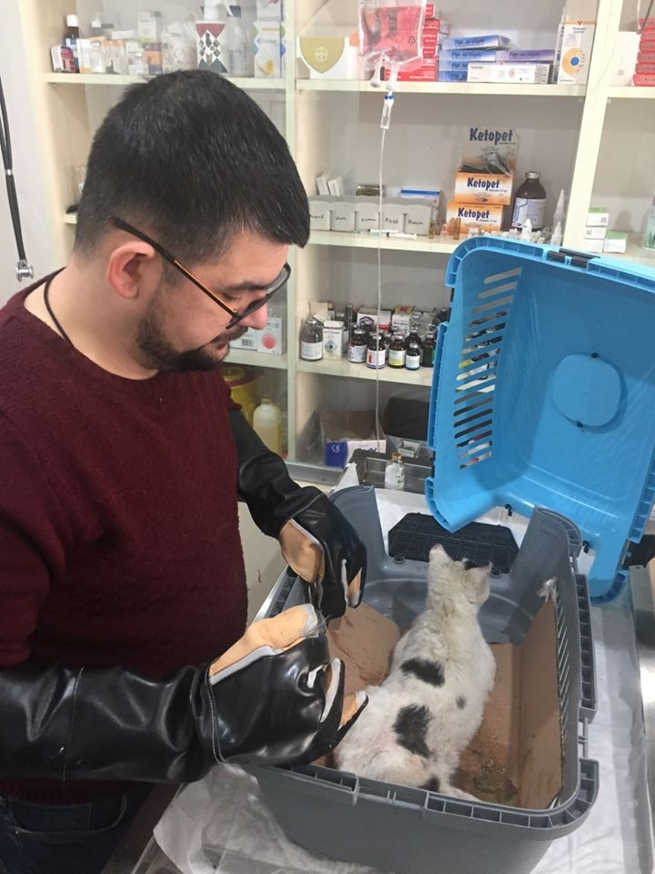 Belediye ekipleri kedi ve köpekler için seferber oldu 