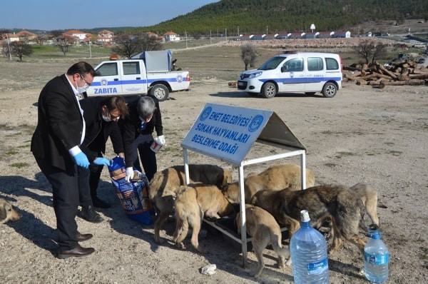 Belediye ekipleri sokak hayvanları için seferber oldu 