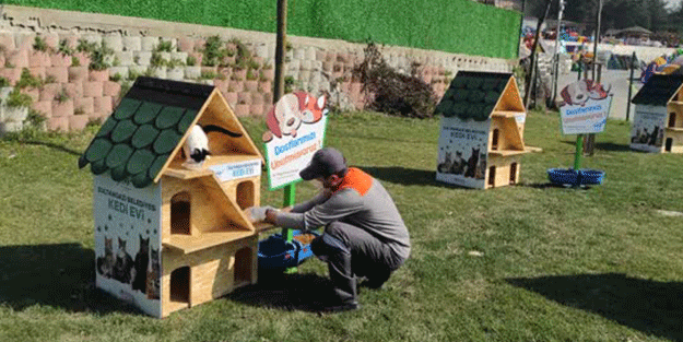 Belediye sokak kedileri için kedi köyü yaptı