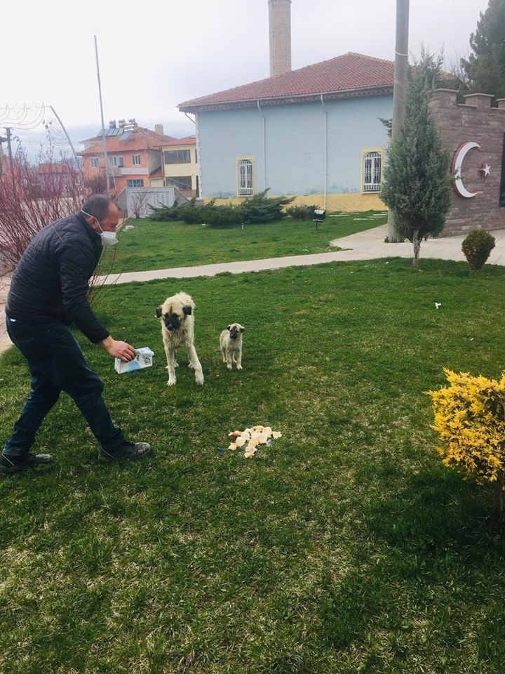 Belediyeden sokak hayvanlarına yiyecek 