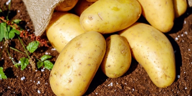Belediyeler üreticiden patates alımına başladı
