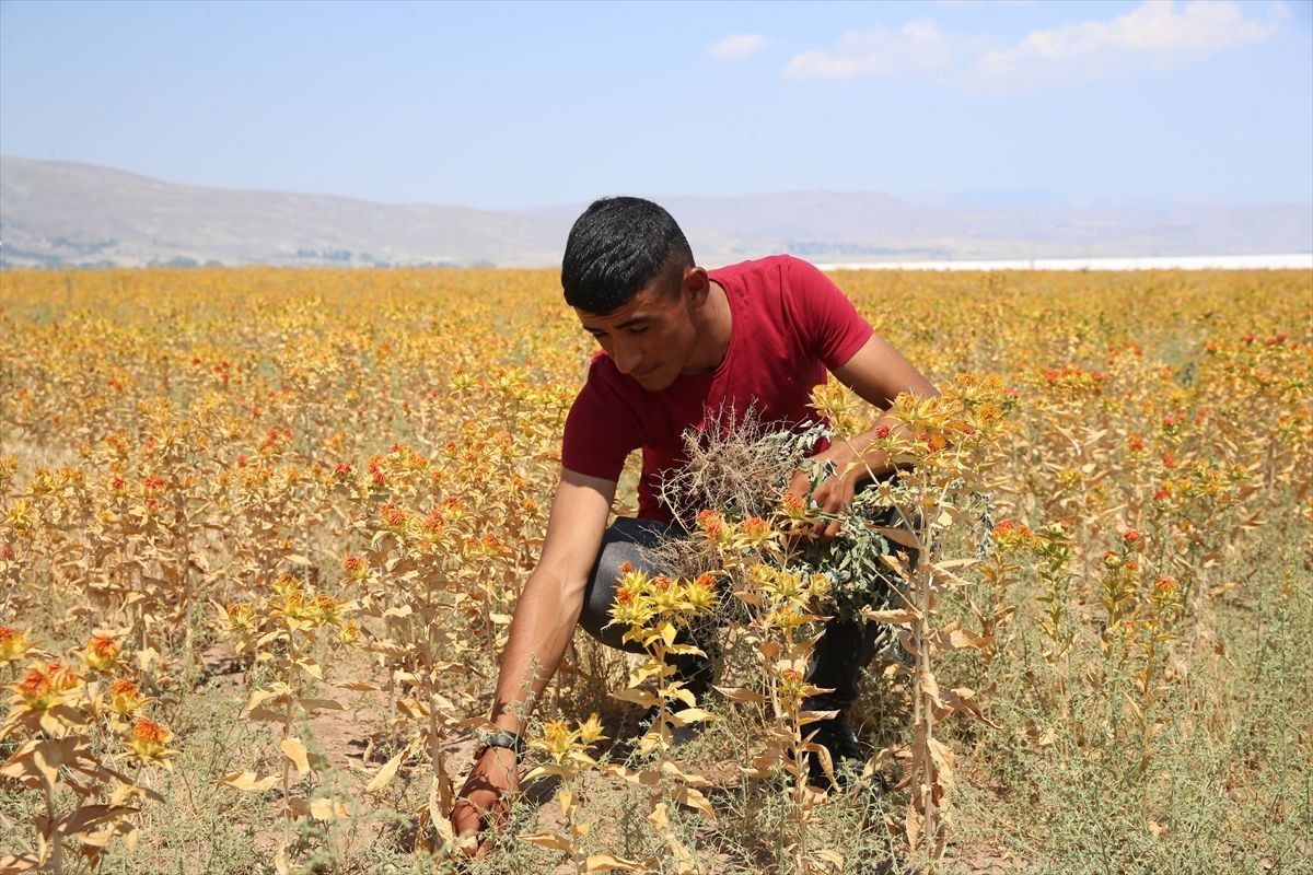 Belediyenin atıl arazisi lise öğrencilerine uygulama alanı oldu