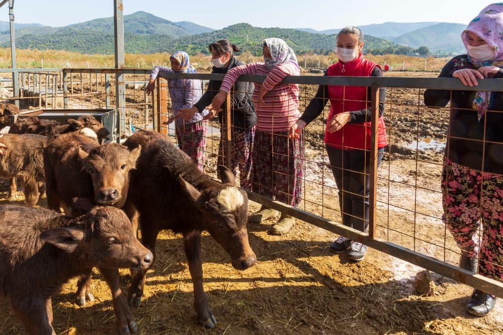 Belediyenin hibe ettiği mandalar 13 yavruyla kadınların yüzünü güldürdü 