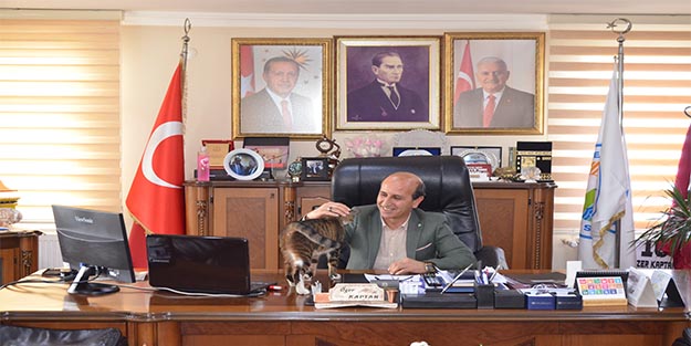 Belediyenin kapılarını kedilere açtılar