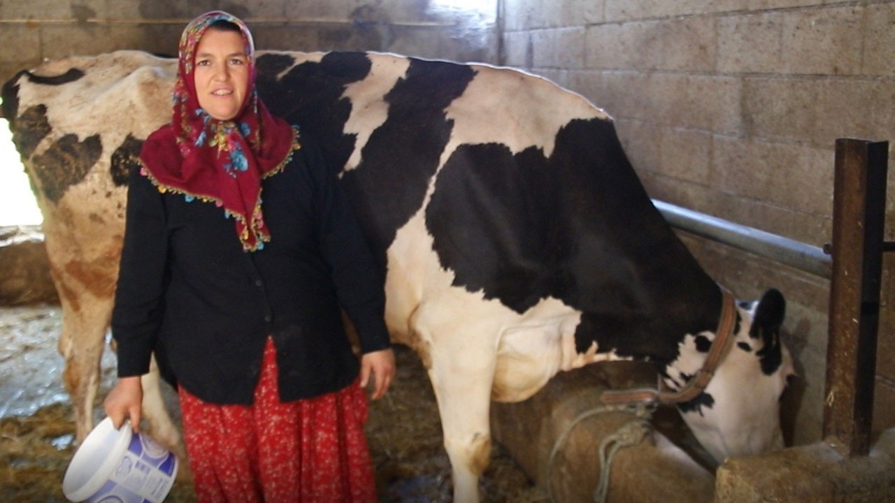Belediyenin verdiği 2 inekle hem oğlunu üniversitede okuttu hem de sıfır kilometre araç aldı