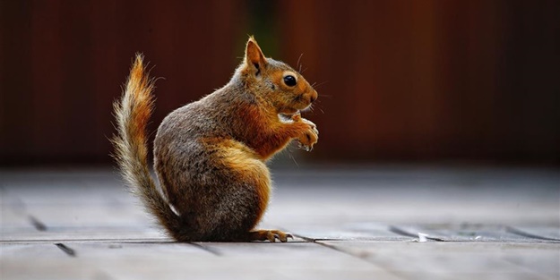 Belek turizm merkezinin sıra dışı misafiri