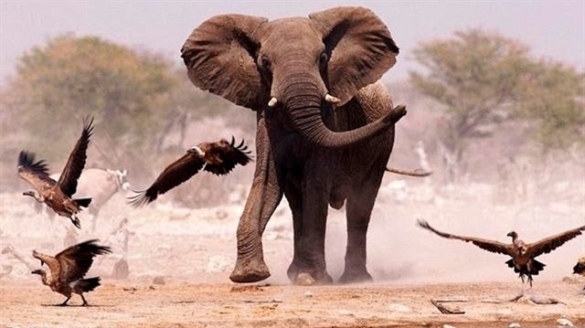 Belgesel izlemek mutlu ediyor