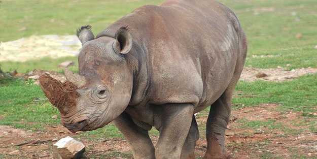 Belgesel yıldızıydı, kaçak avcı kurbanı oldu